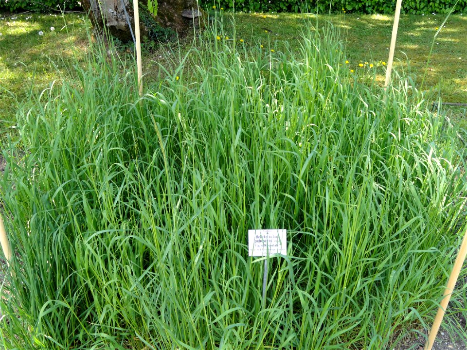 Helictotrichon pubescens specimen in the Botanischer Garten München-Nymphenburg, Munich, Germany.