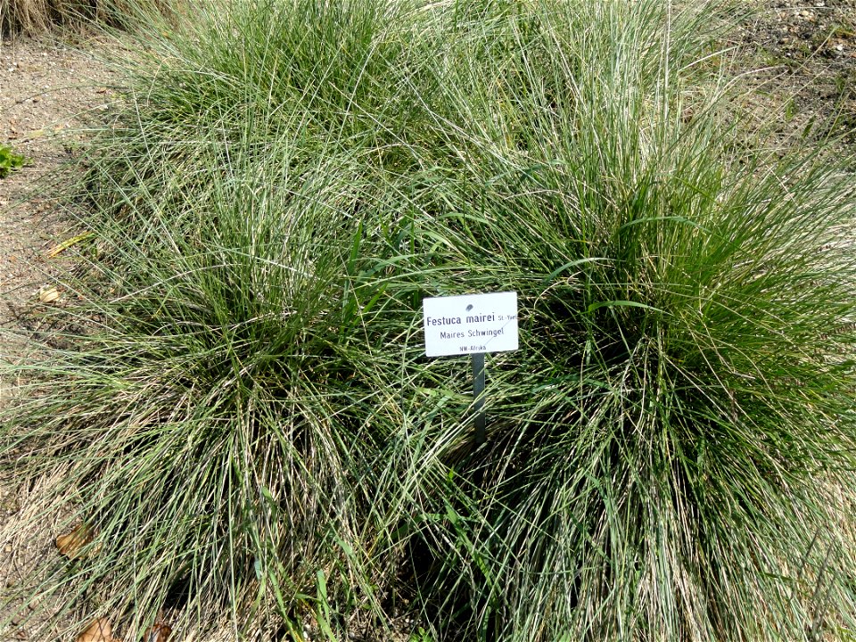 Festuca mairei specimen in the Botanischer Garten München-Nymphenburg, Munich, Germany.