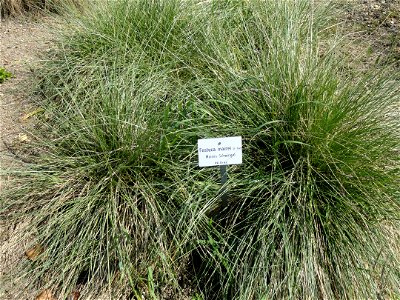Festuca mairei specimen in the Botanischer Garten München-Nymphenburg, Munich, Germany.