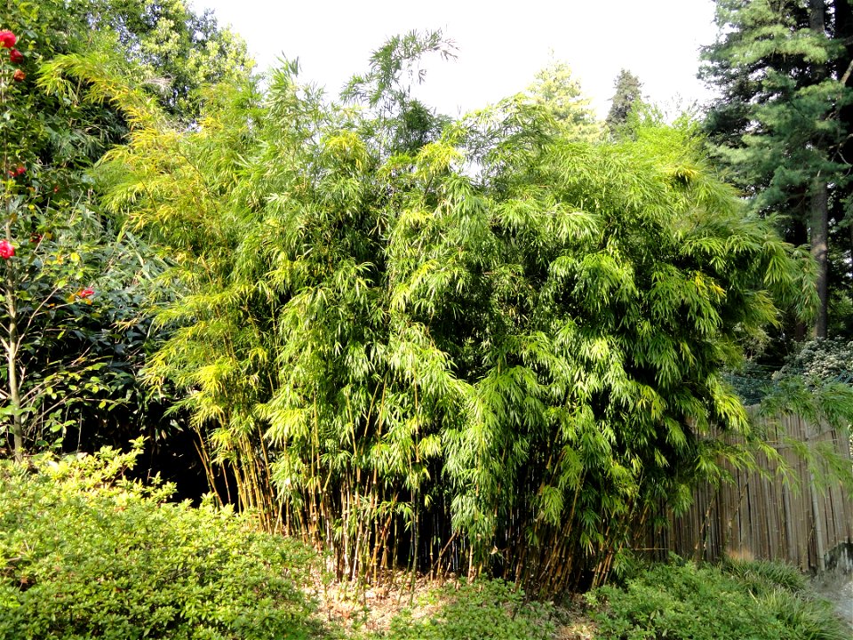 Chimonobambusa tumidinoda specimen in the Villa Carlotta (Tremezzo), on Lake Como, Italy.