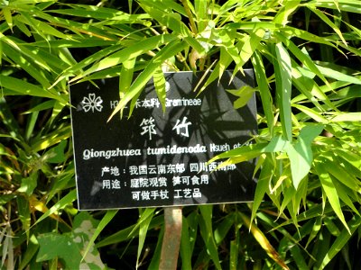 Plant specimen in the Kunming Botanical Garden, Kunming, Yunnan, China.