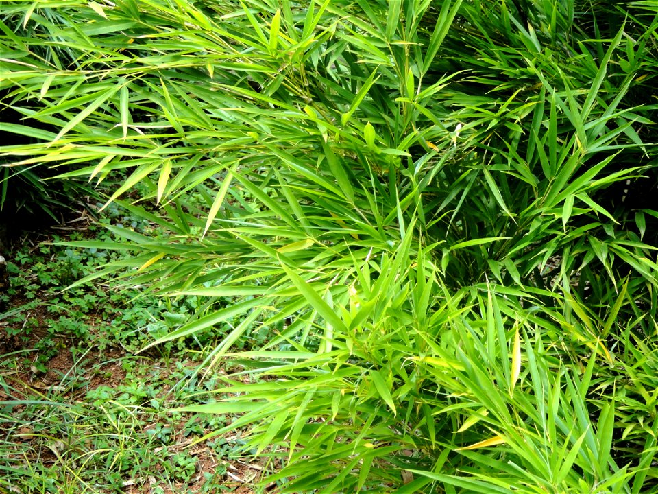 Plant specimen in the Kunming Botanical Garden, Kunming, Yunnan, China.