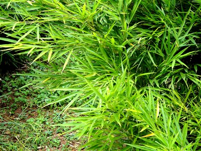Plant specimen in the Kunming Botanical Garden, Kunming, Yunnan, China.