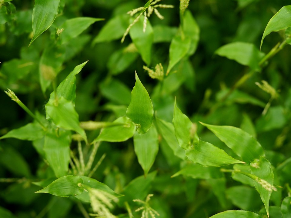 small carpetgrass (Arthraxon hispidus)