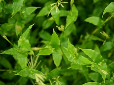 small carpetgrass (Arthraxon hispidus)