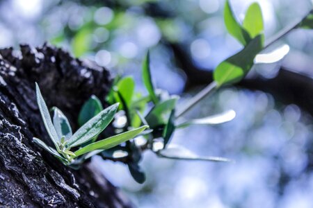 Green nature italy photo