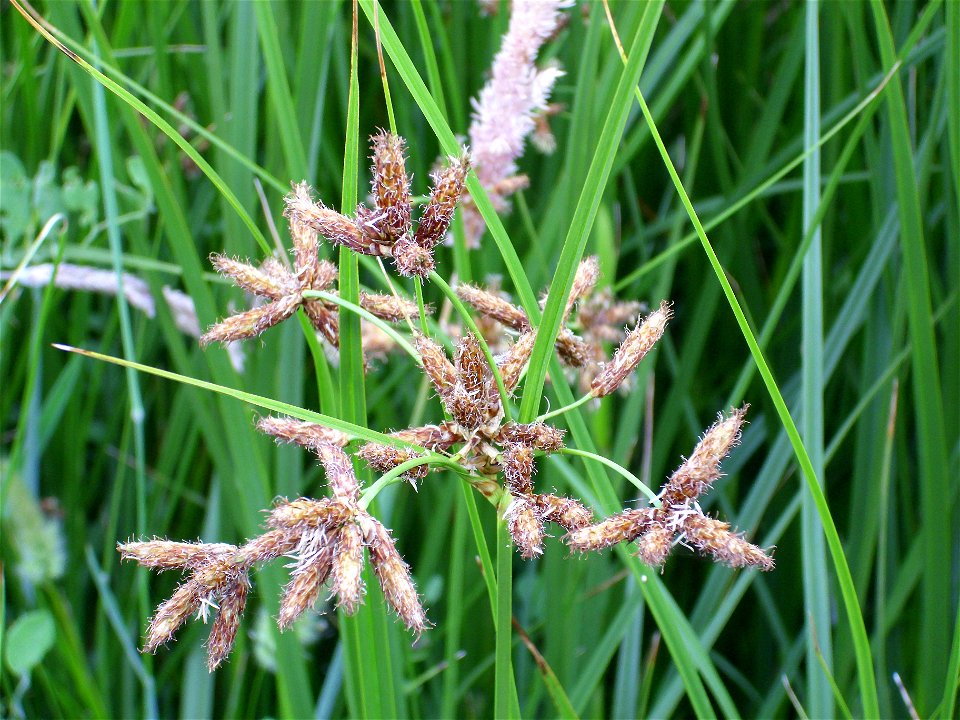Cyperus longus habit, Campo de Calatrava, Spain