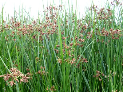 Cyperus longus habit, Campo de Calatrava, Spain