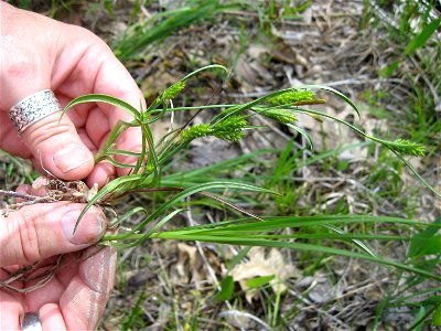 Carex crawei. Moist areas in a limestone barren in Lewis County, Kentucky.