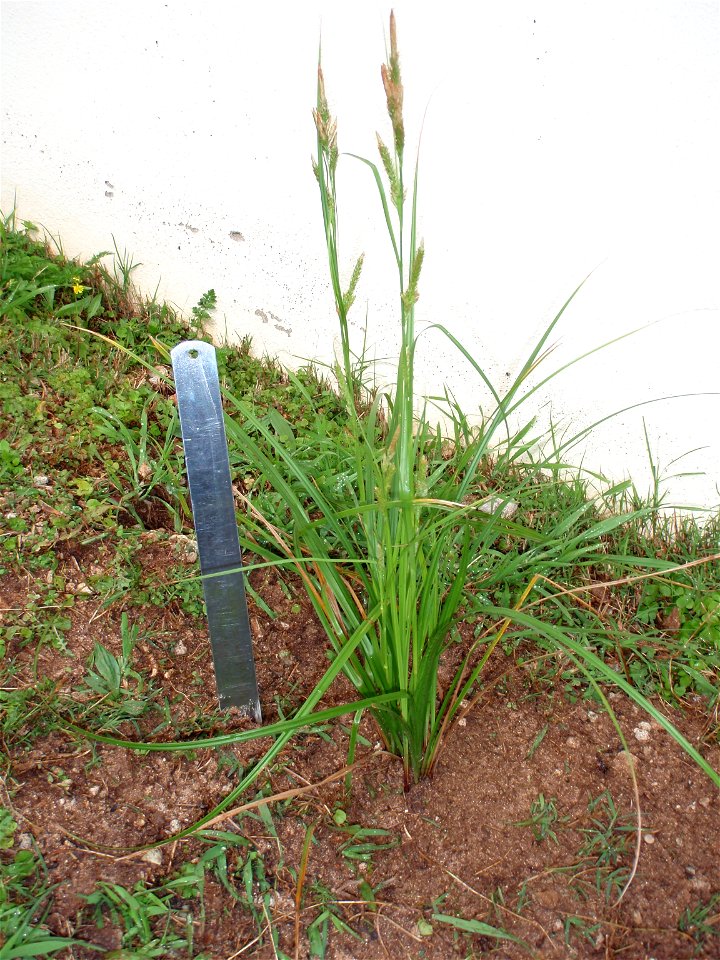 Bermuda Sedge (Carex bermudiana). Photo taken 2010-03-15 with metric ruler to show size in St. David's St. George's Parish, Bermuda. Note: Will try to retake photo to show ruler markings at a later photo