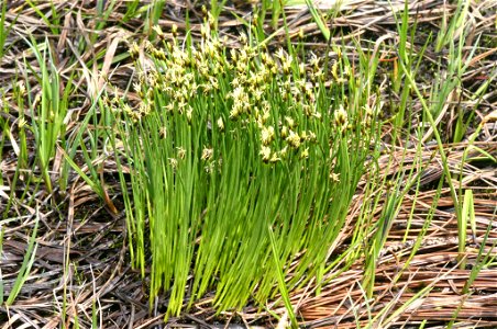 Trichophorum cespitosum subsp. cespitosum (Rasen-Haarbinse)
Aufnahmeort: Planneralm, Steiermark, Austria
