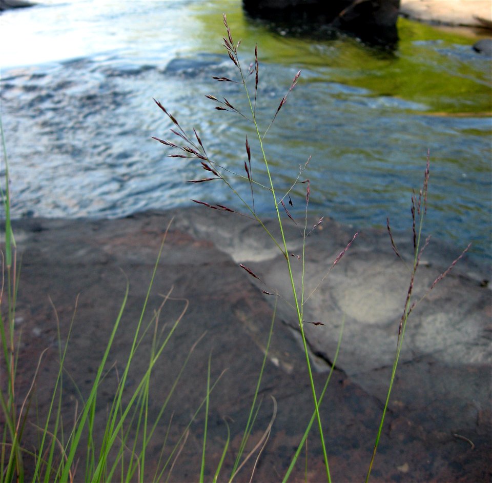 Calamovilfa arcuata, sandstone riverscour outcrops on the Caney Fork near Todd Town, Cumberland County, Tennessee.