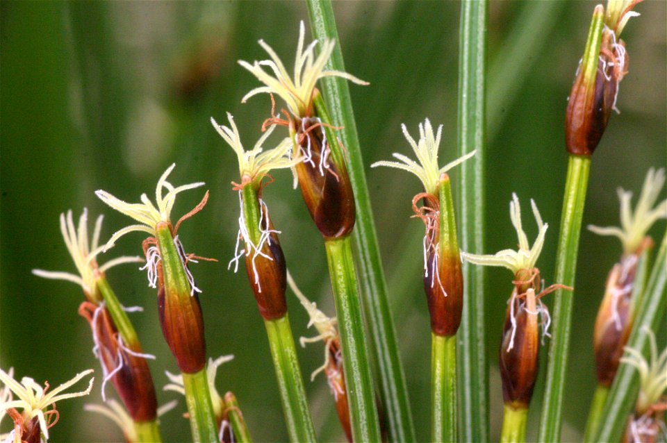Trichophorum cespitosum (Rasen-Haarbinse)
Aufnahmeort: Planneralm, Steiermark, Austria
