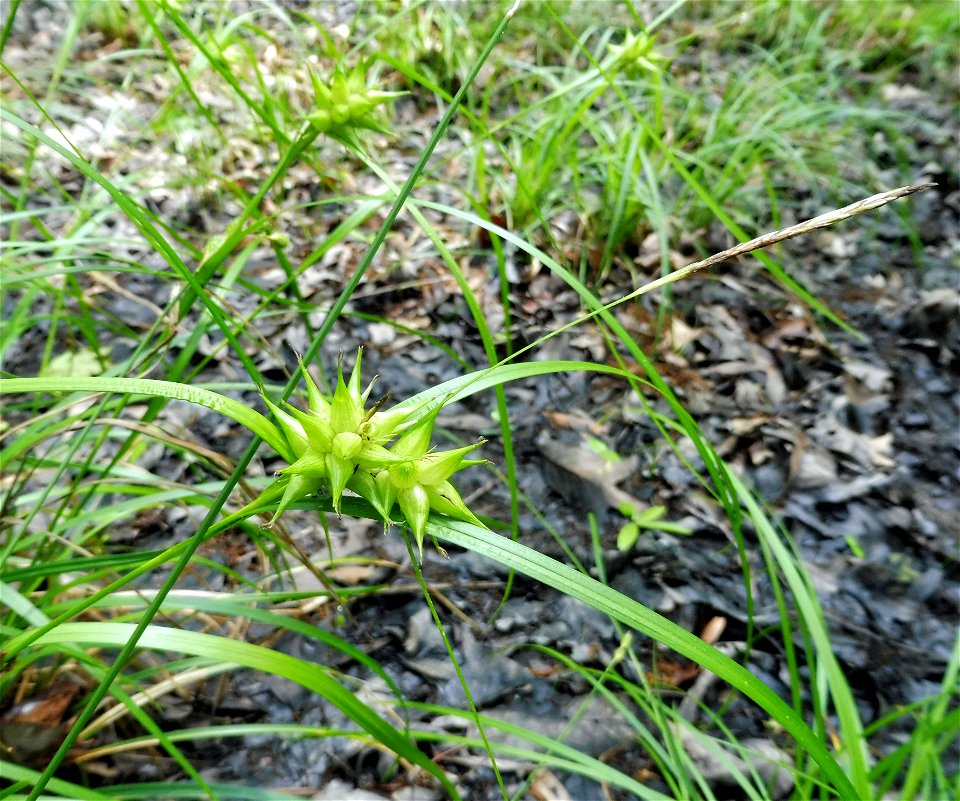 Carex louisianica, marshy openings at Cedar Hill Swamp, Robertson County, Tennessee.