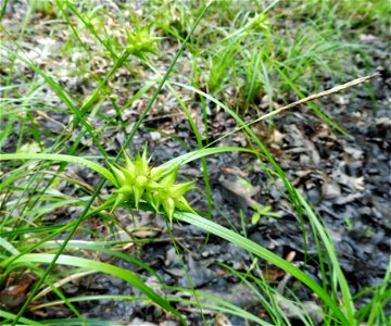 Carex louisianica, marshy openings at Cedar Hill Swamp, Robertson County, Tennessee.