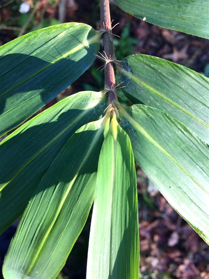 switch cane (Arundinaria tecta)