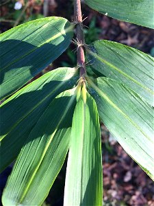switch cane (Arundinaria tecta)