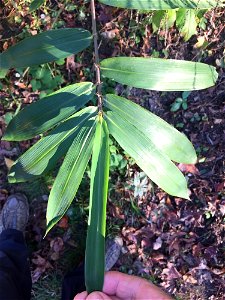 switch cane (Arundinaria tecta)