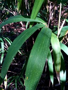 switch cane (Arundinaria tecta)