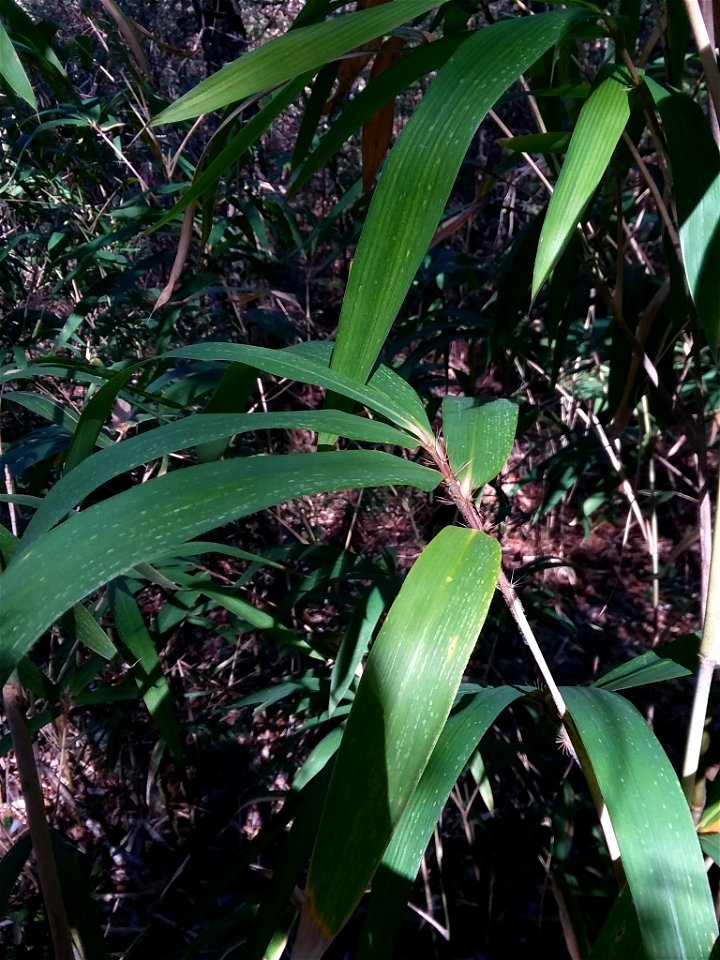 switch cane (Arundinaria tecta)