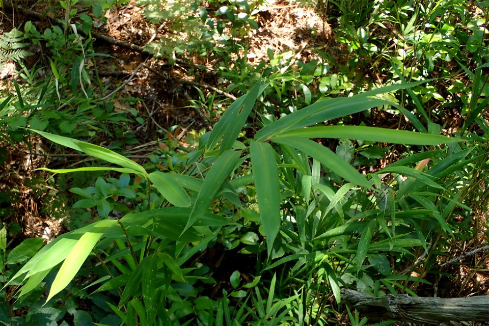 switch cane (Arundinaria tecta)