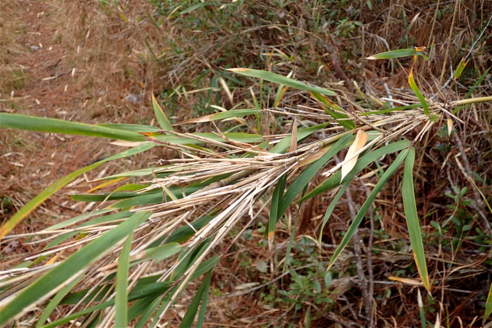 switch cane (Arundinaria tecta)