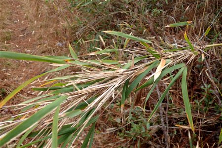 switch cane (Arundinaria tecta)