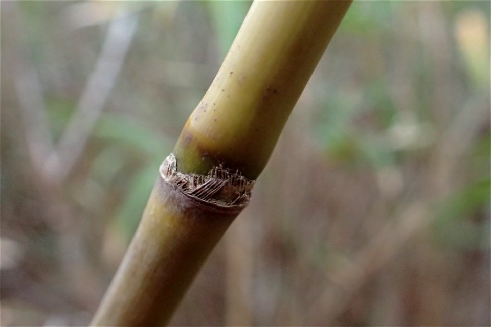 switch cane (Arundinaria tecta)