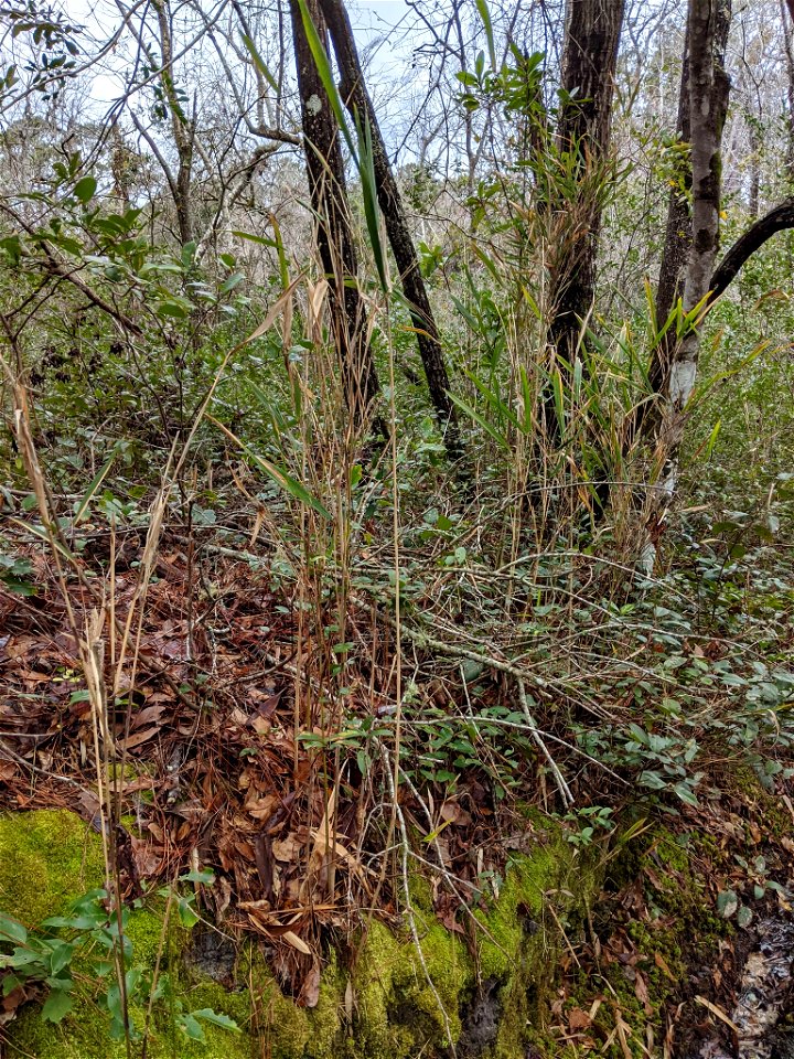 switch cane (Arundinaria tecta)