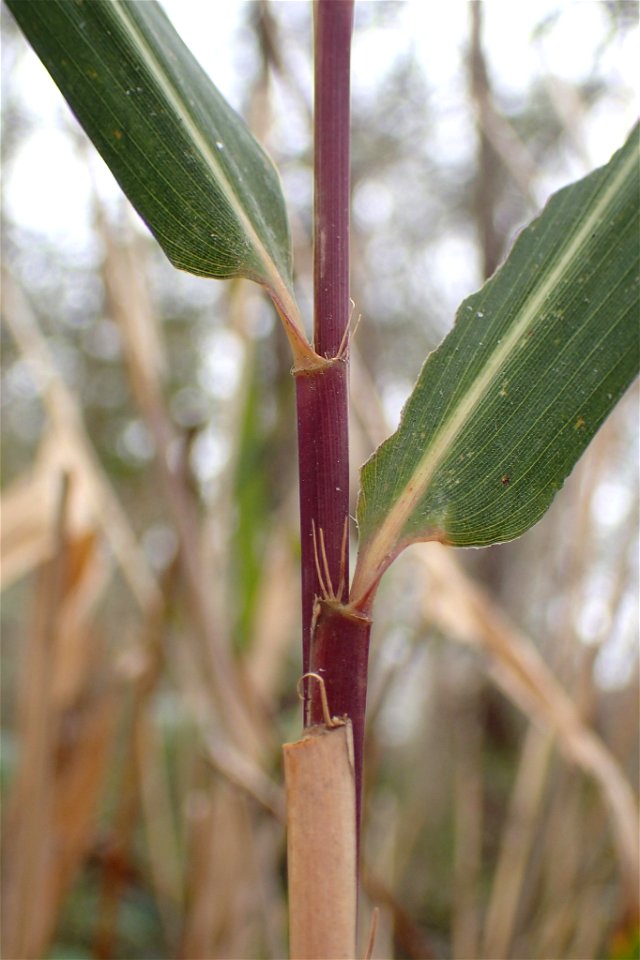 switch cane (Arundinaria tecta)