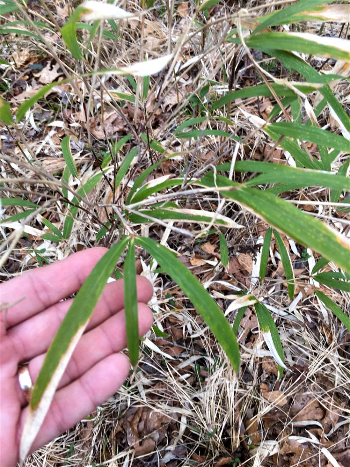 switch cane (Arundinaria tecta)
