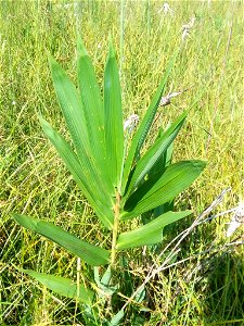 switch cane (Arundinaria tecta)