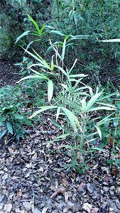 switch cane (Arundinaria tecta)