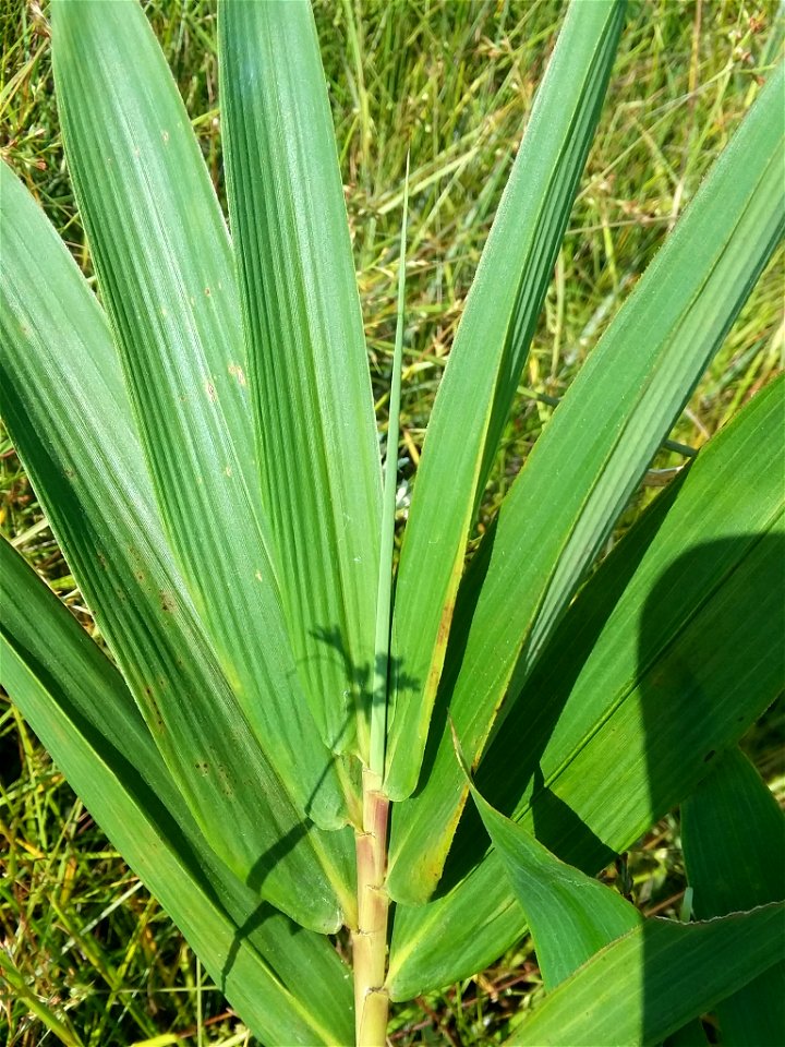 switch cane (Arundinaria tecta)