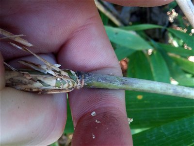 switch cane (Arundinaria tecta)