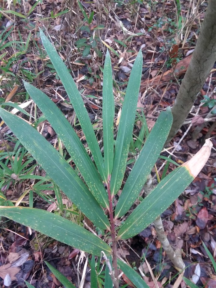 switch cane (Arundinaria tecta)