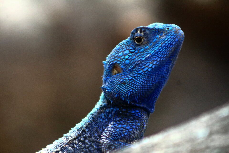 Blue headed lizard wildlife iguana