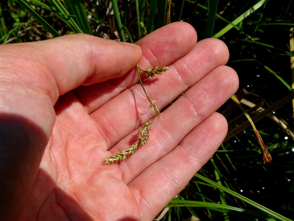 Carex prairea - Prairie Sedge - Milton, ON, Canada