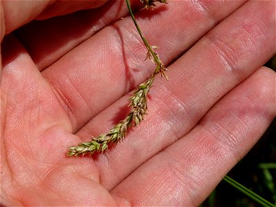 Carex prairea - Prairie Sedge - Milton, ON, Canada photo
