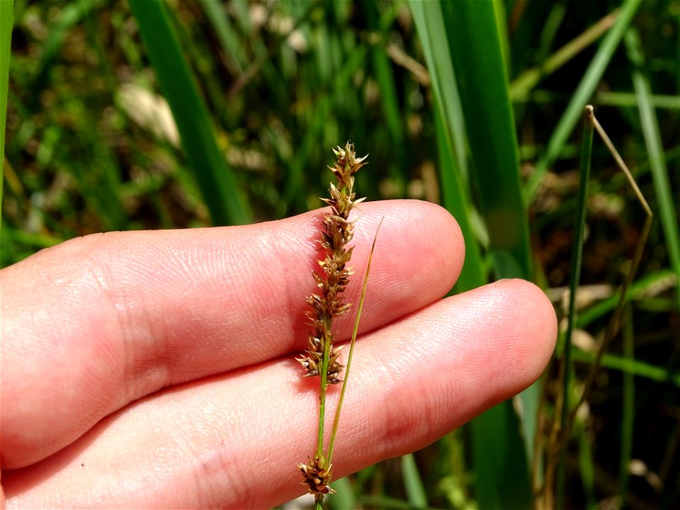 Carex prairea - Prairie Sedge - Milton, ON, Canada