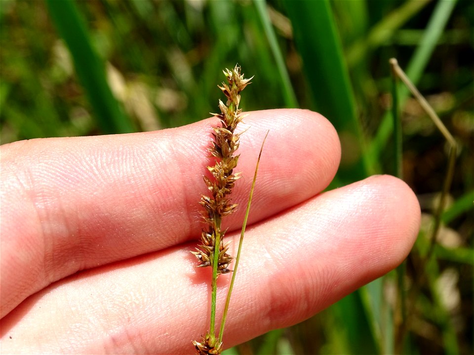 Carex prairea - Prairie Sedge - Milton, ON, Canada