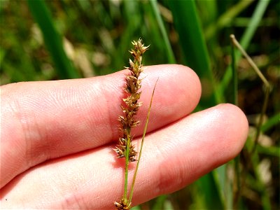 Carex prairea - Prairie Sedge - Milton, ON, Canada photo
