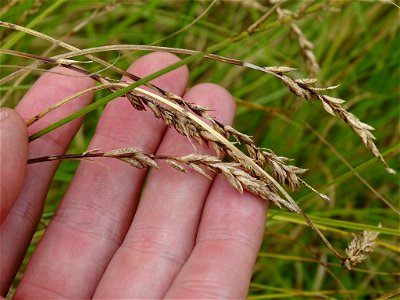 Carex prairea - Prairie Sedge - Kawartha Lakes, ON, Canada photo