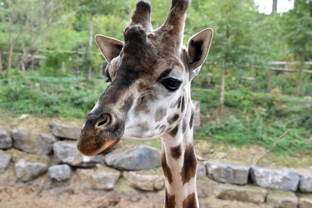 Africa safari head