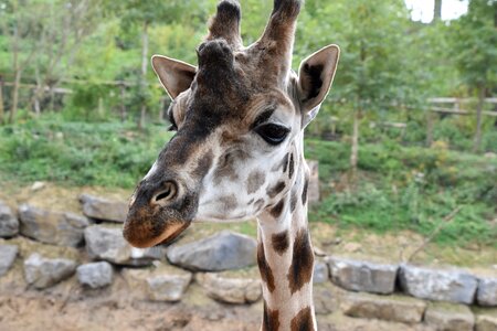 Africa safari head photo