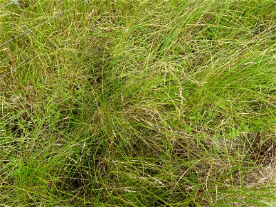 Carex prairea - Prairie Sedge - Kawartha Lakes, ON, Canada photo