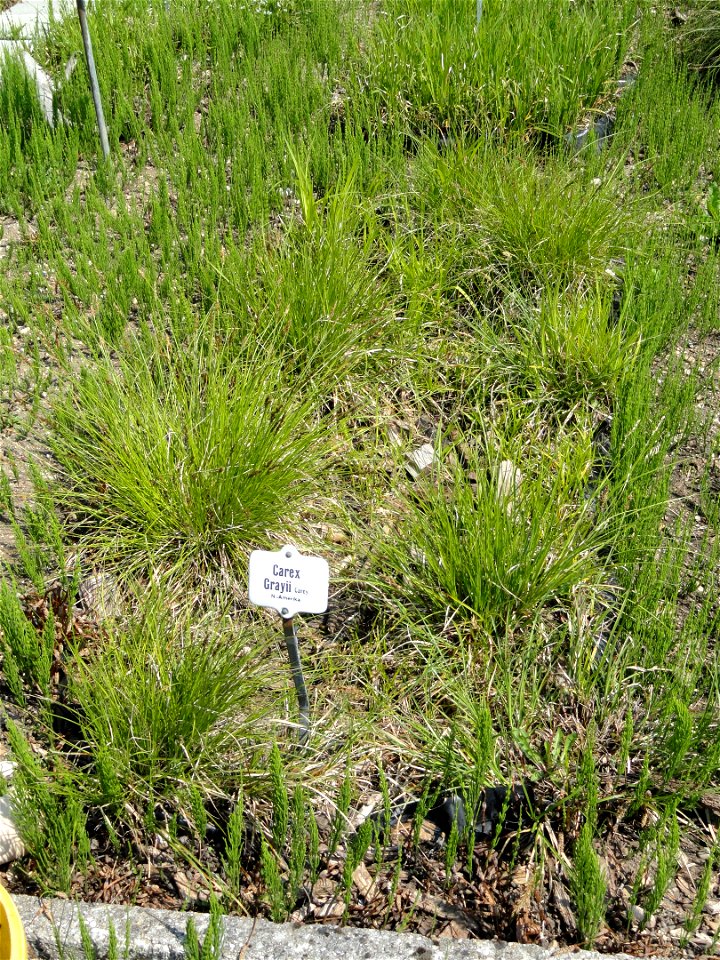 Carex grayii specimen in the Botanischer Garten München-Nymphenburg, Munich, Germany.