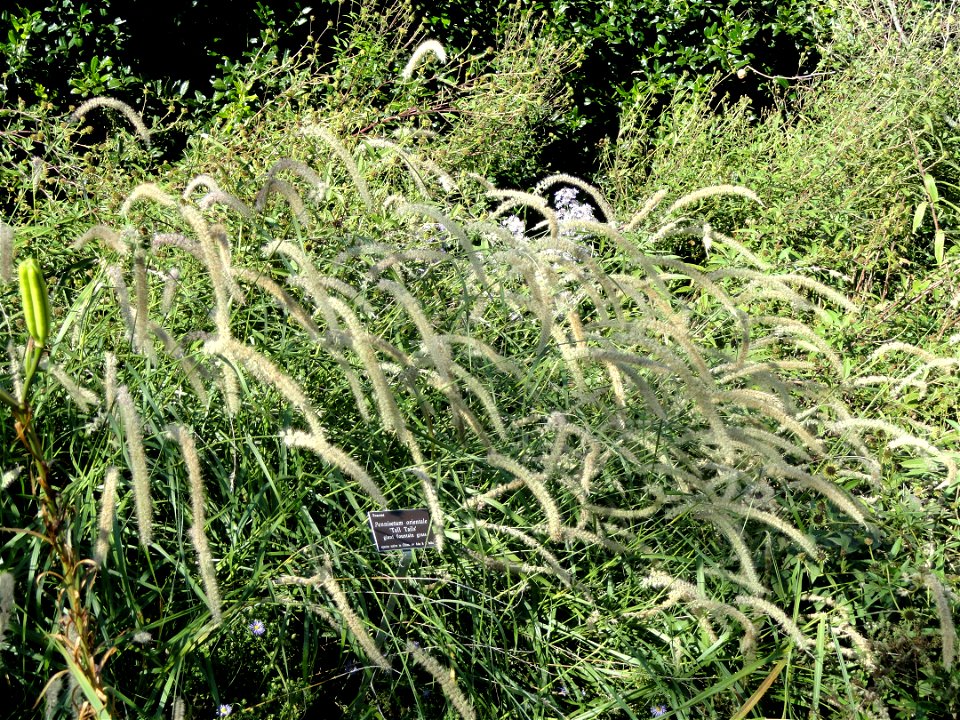 Pennisetum orientale 'Tall Tails' specimen in the J. C. Raulston Arboretum (North Carolina State University), 4415 Beryl Road, Raleigh, North Carolina, USA.