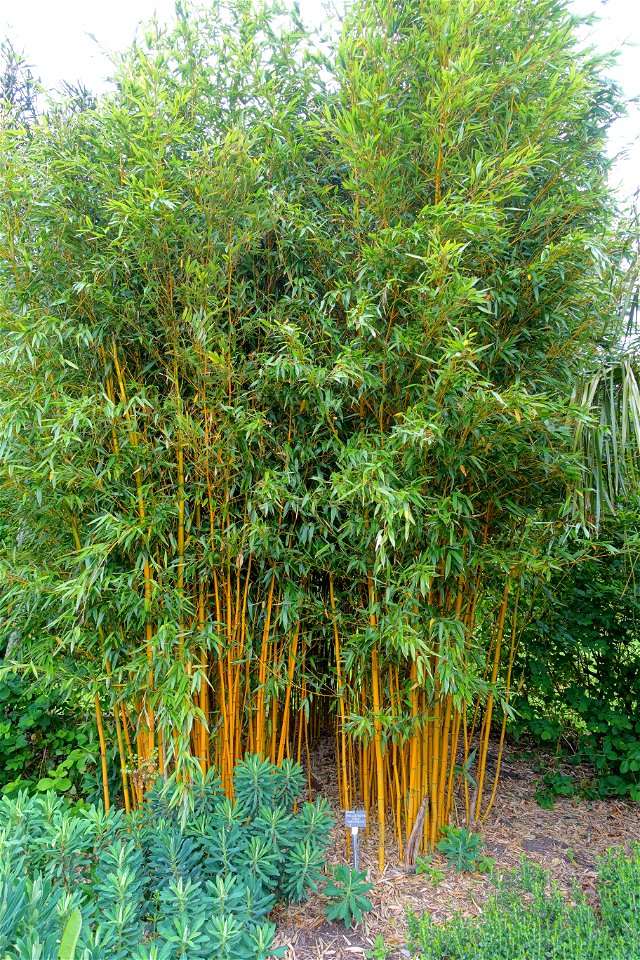 Horticultural specimen in Sir Harold Hillier Gardens - Romsey, Hampshire, England.