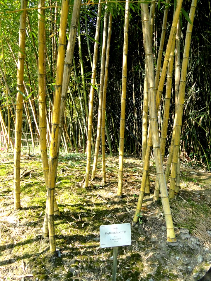 Phyllostachys vivax specimen in the Villa Carlotta (Tremezzo), on Lake Como, Italy.